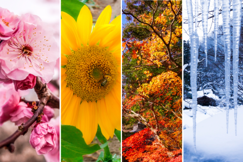 Spring, Summer, Fall, Winter